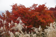 すすきと紅葉　三峰神社にて