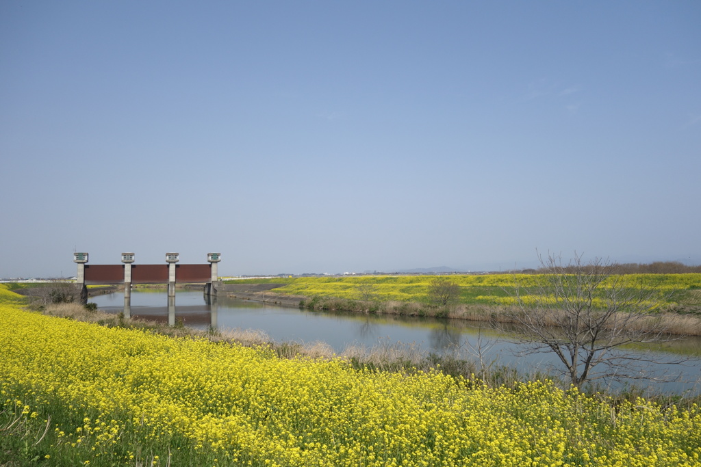 菜の花　水門のある風景　2