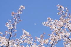 桜と白い月　2