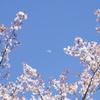 桜と白い月　2