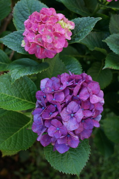 並んで咲く　紫陽花