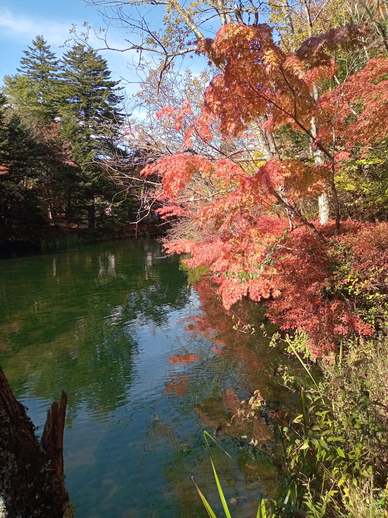 軽井沢　雲場池の秋色　2