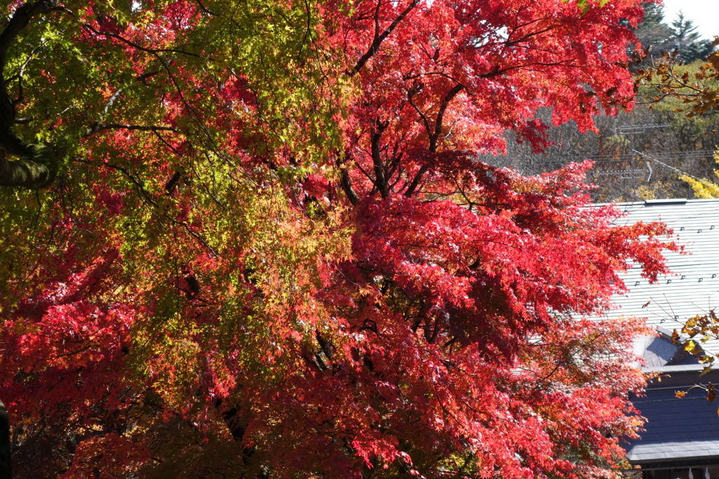 軽井沢　熊野神社の紅葉　3