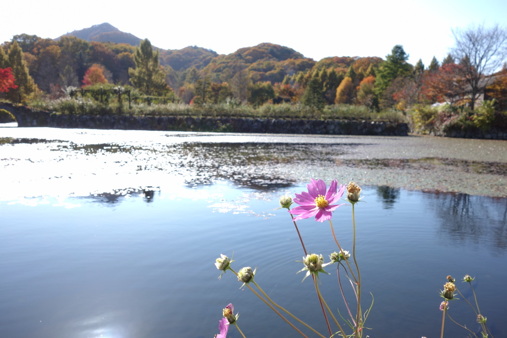 軽井沢レイクニュータウン　秋桜