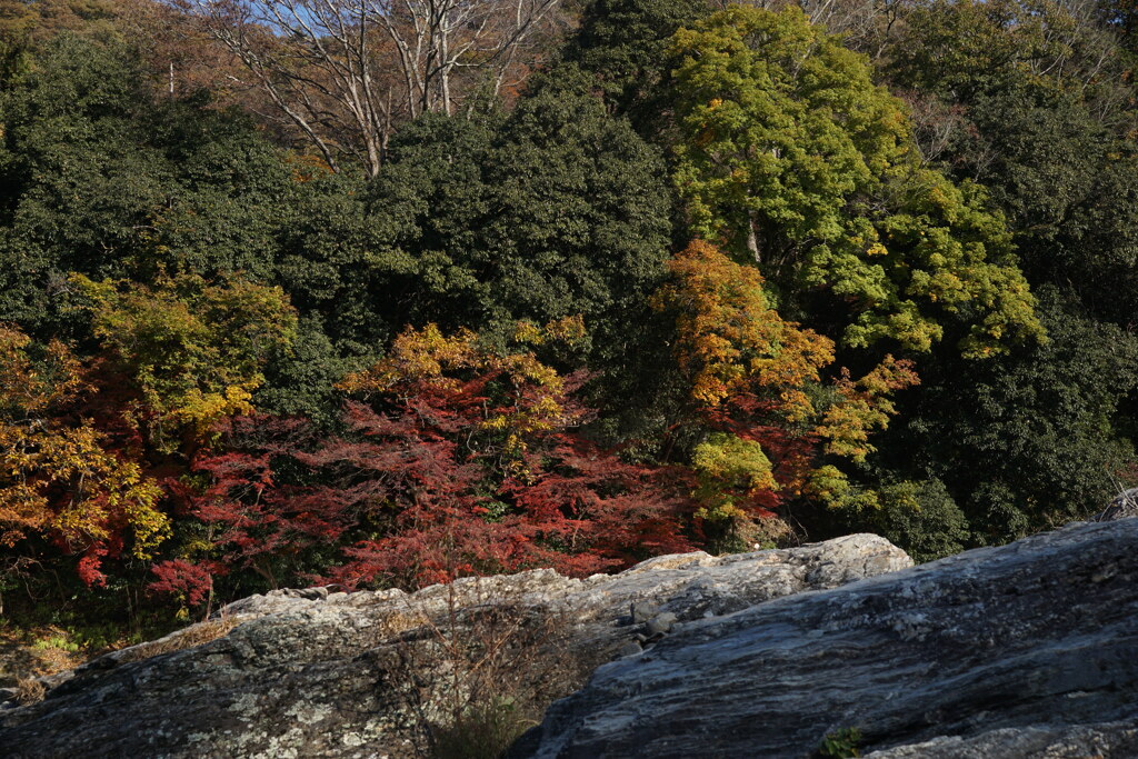 長瀞　岩畳と紅葉