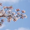 桜と雲と青い空　3