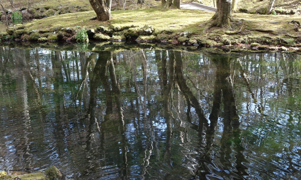 リフレクション　雲場池にて