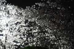 夜桜