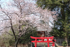 赤い鳥居と桜