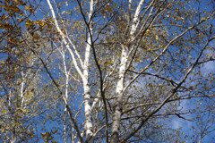 散策 白樺 乗鞍高原にて 散策 白樺 乗鞍高原にて