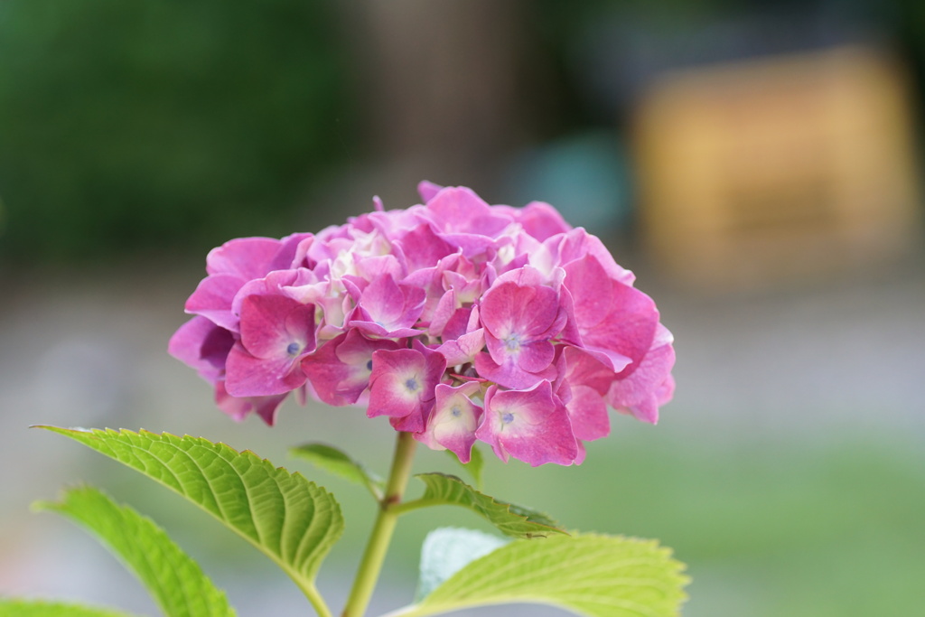 庭の紫陽花　4