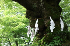 御神木　熊野神社にて