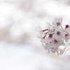 桜　君を忘れない