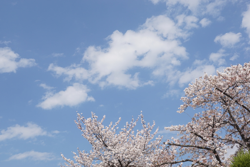 桜と雲と青い空　1