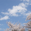 桜と雲と青い空　1