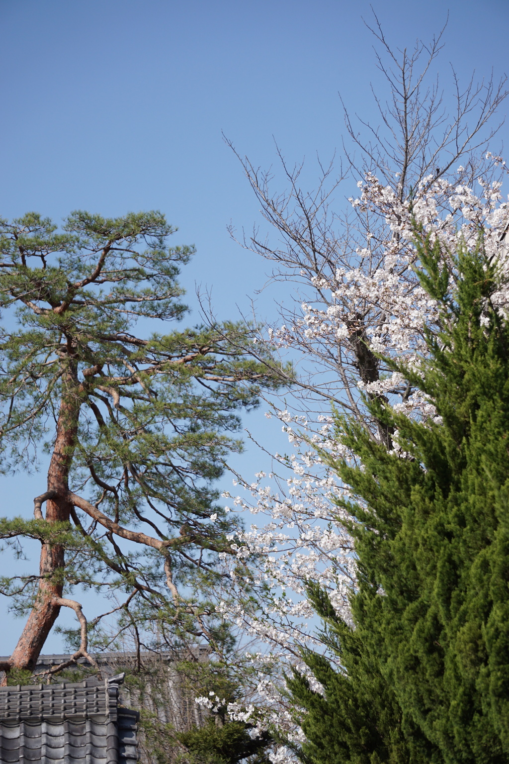 寺と桜と松