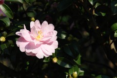 山茶花