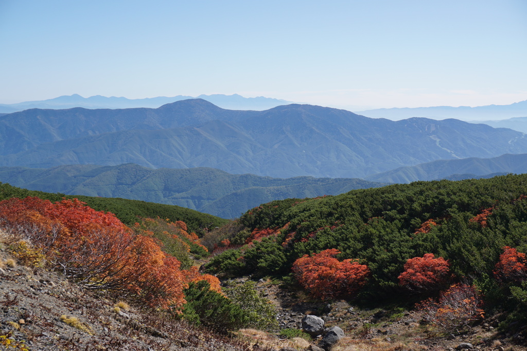 乗鞍エコーライン　低木の紅葉