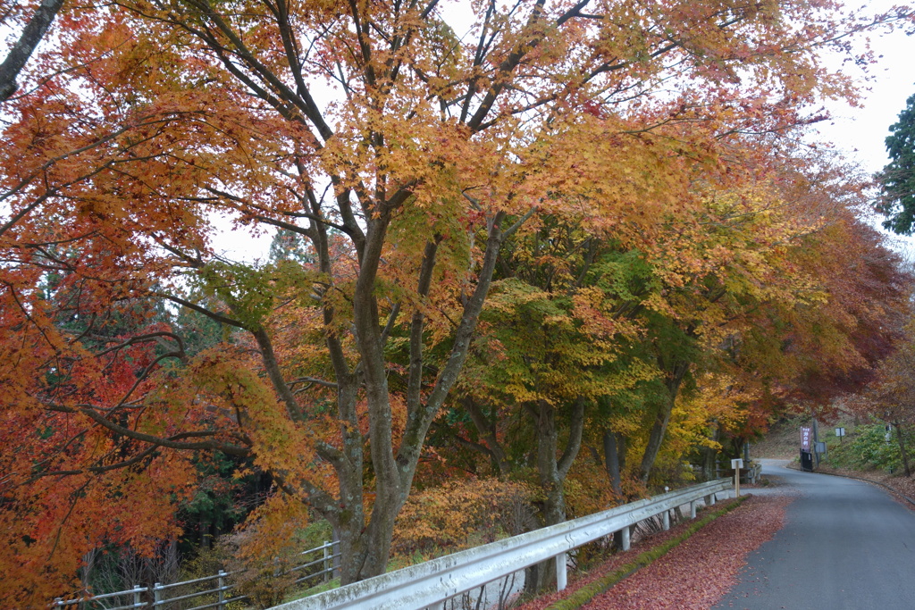 堂平山で見つけた紅葉