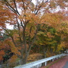 堂平山で見つけた紅葉