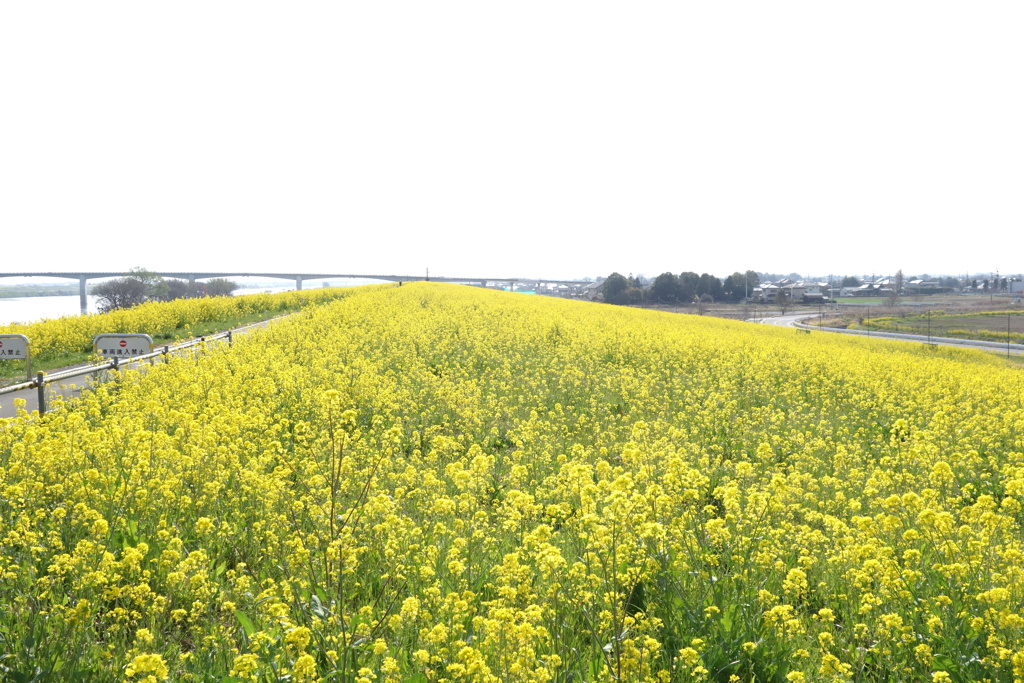 利根川サイクイリングロード　菜の花