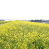 利根川サイクイリングロード　菜の花