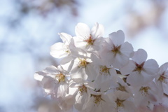 桜　連れずれ