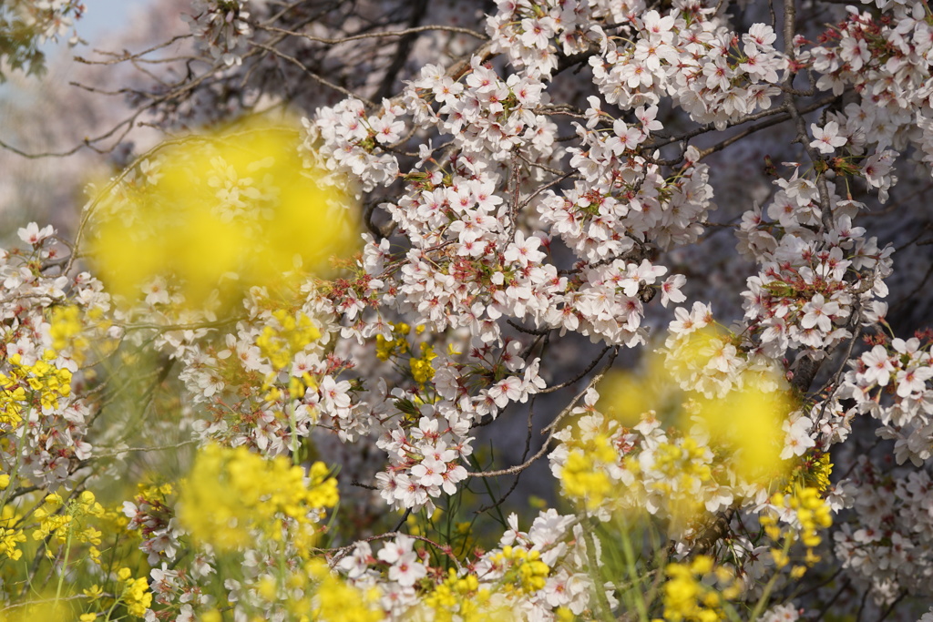 桜　菜の花　2