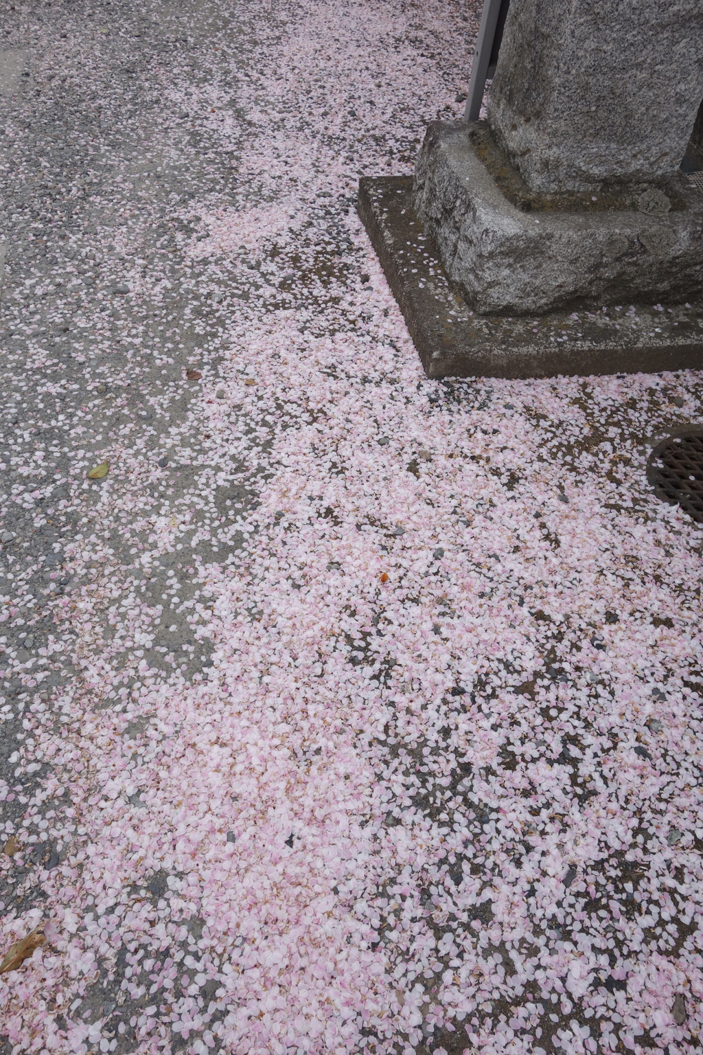 桜散る
