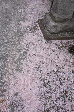 桜散る