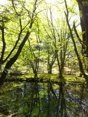 新緑の池