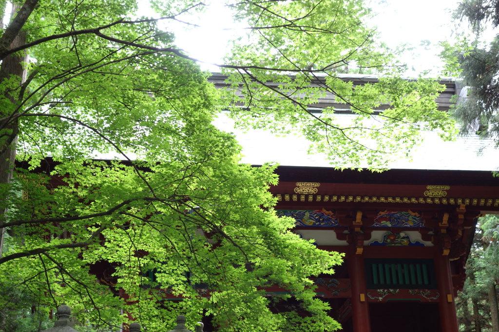 三峰神社の緑　3