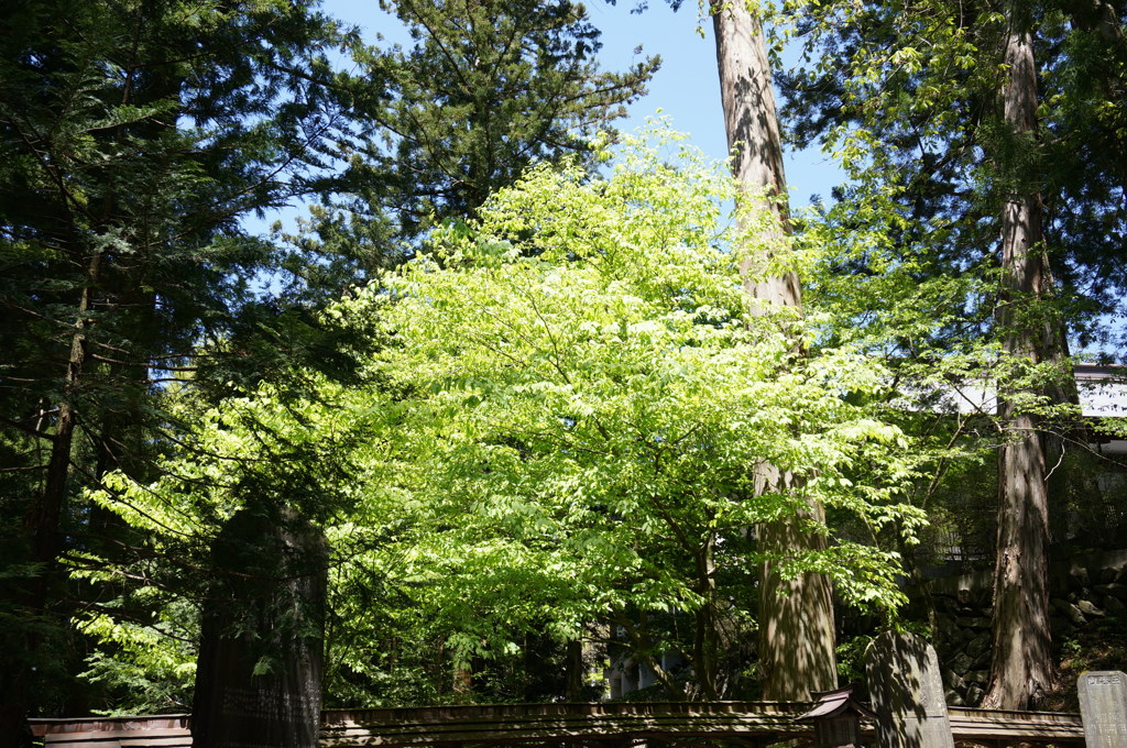 三峰神社の新緑　1