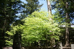 三峰神社の新緑　1