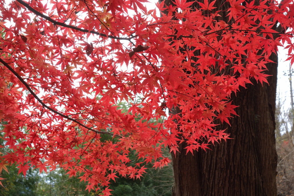 草木湖の紅葉　3