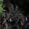 来宮神社の大楠　2