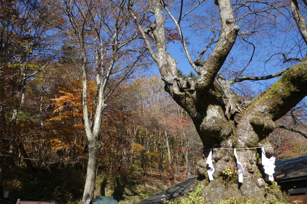 軽井沢　熊野神社の御神木
