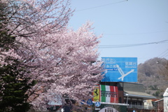軽井沢に咲く桜