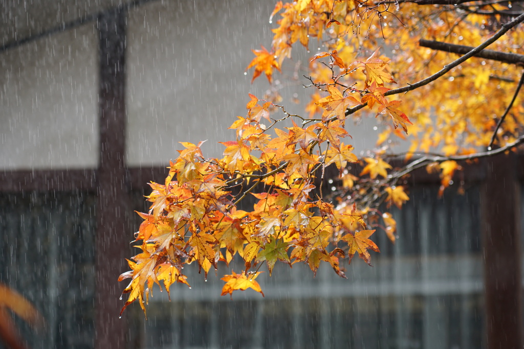 箱根・芦ノ湖で見つけた紅葉　1