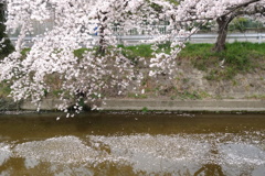 水路の桜　4