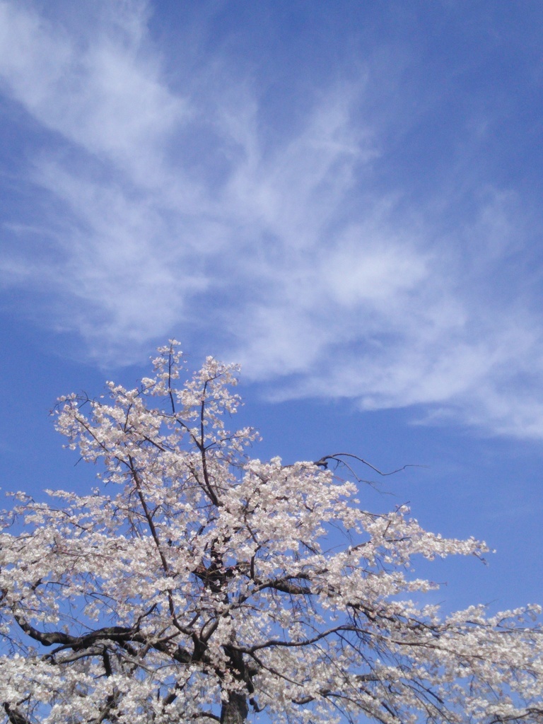 桜  満開