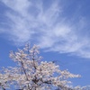 桜  満開