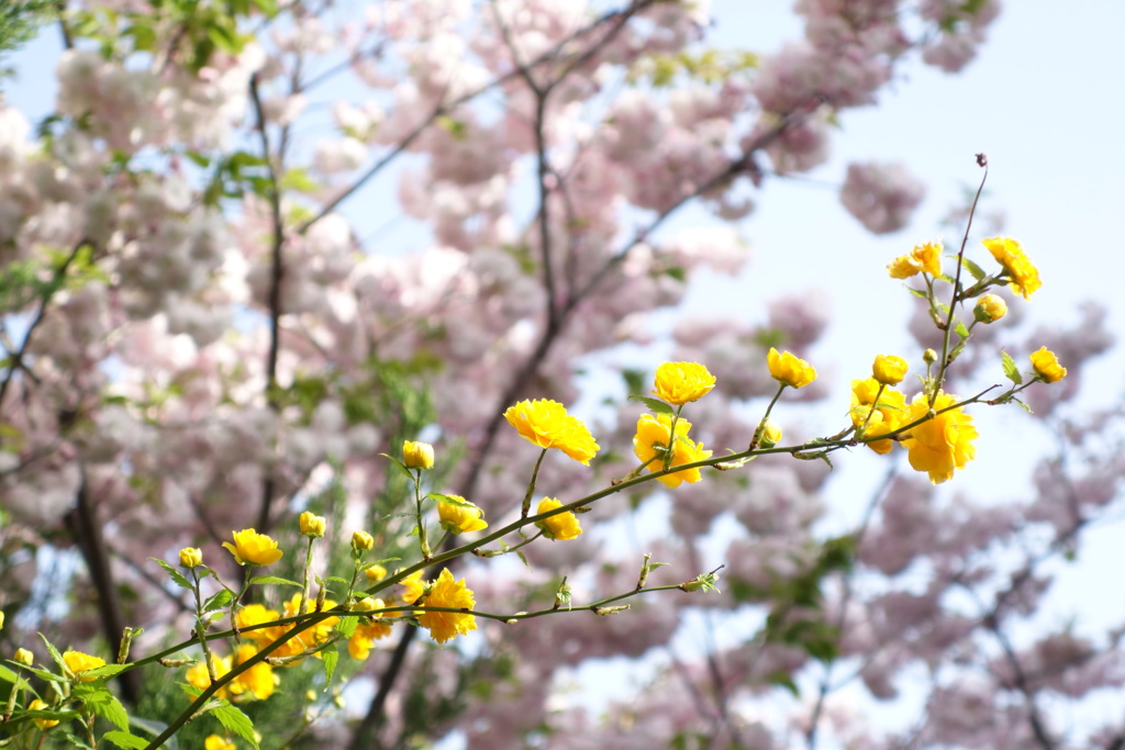 春爛漫　黄色い花と八重桜