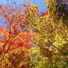 軽井沢　見晴台の紅葉　1