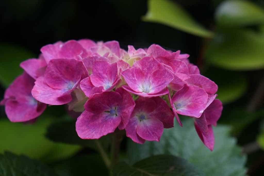 紫色の紫陽花