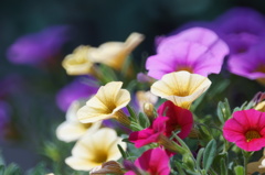 花のやさしさ