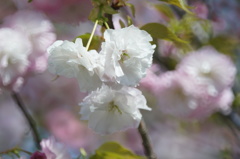 八重桜　1