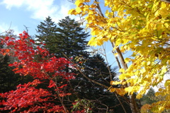 軽井沢　雲場池の紅葉　3