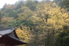 日光中禅寺の銀杏