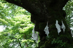 軽井沢　熊野神社　御神木